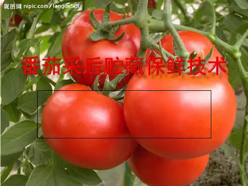 番茄采后贮藏保鲜技术PPT课件