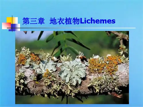 地衣植物Lichemes(共7张PPT)