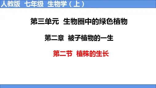 第二节植株的生长课件人教版生物七年级上册
