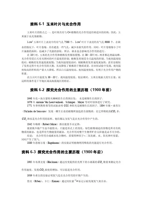 玉米叶片与光合作用