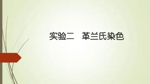 革兰氏染色实验课件