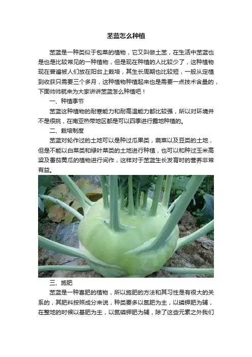 苤蓝怎么种植