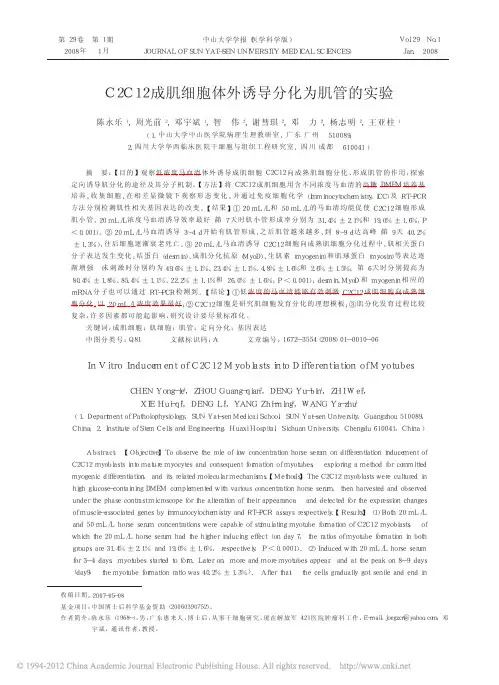 C2C12成肌细胞体外诱导分化为肌管的实验