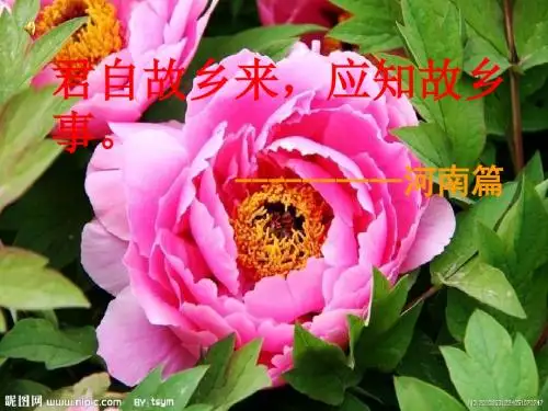 千年帝都牡丹花城河南洛阳简介
