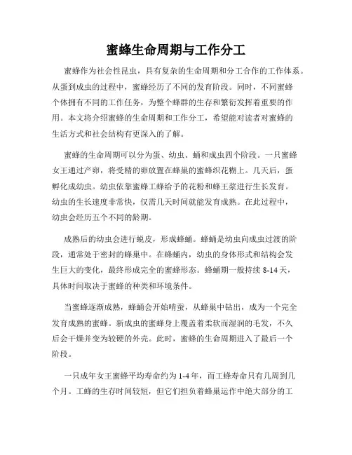 蜜蜂生命周期与工作分工