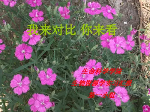 生物资源汇报ppt课件