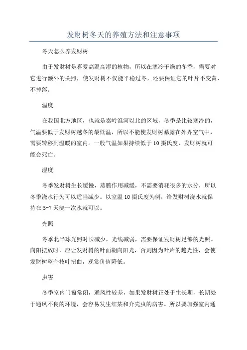 发财树冬天的养殖方法和注意事项