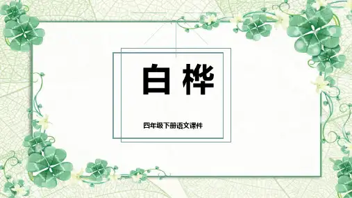 11《白桦》课件(共24张PPT)