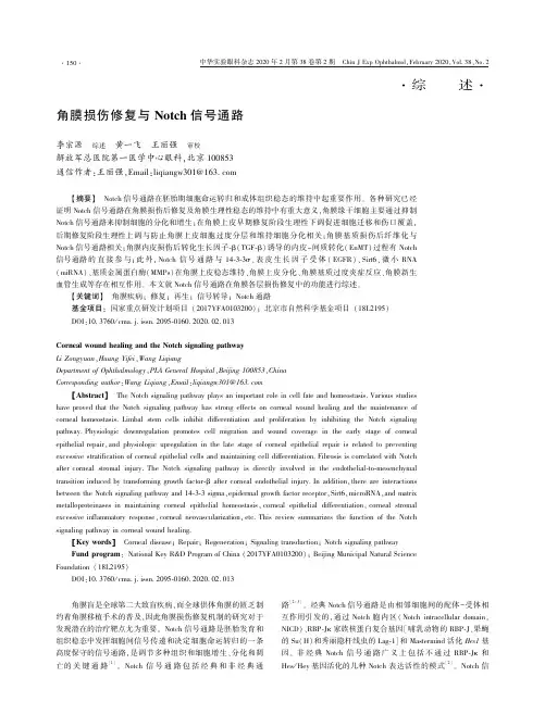 角膜损伤修复与notch信号通路