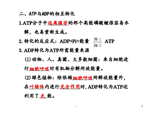 高三一轮复习系列——ATP及其主要来源——细胞呼吸PPT课件