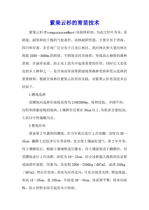 紫果云杉的育苗技术
