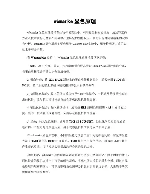wbmarke显色原理