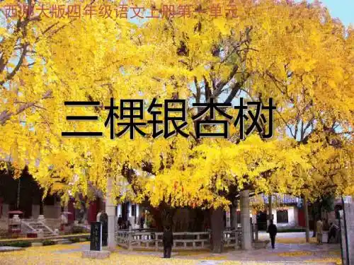 2三棵银杏树1