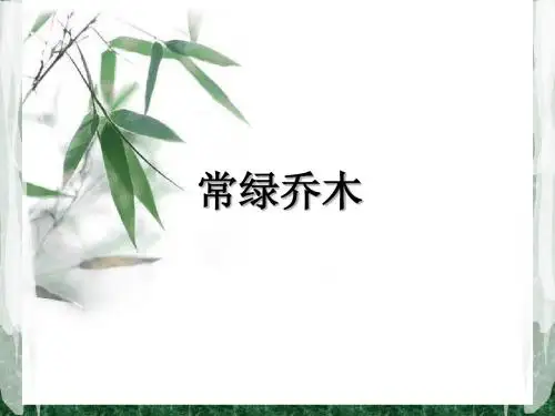 常绿乔木