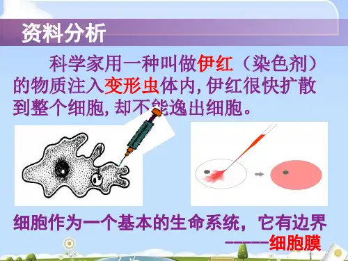 一节细胞膜的结构和功能共22张PPT