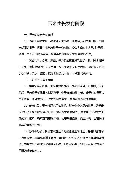 玉米生长发育阶段