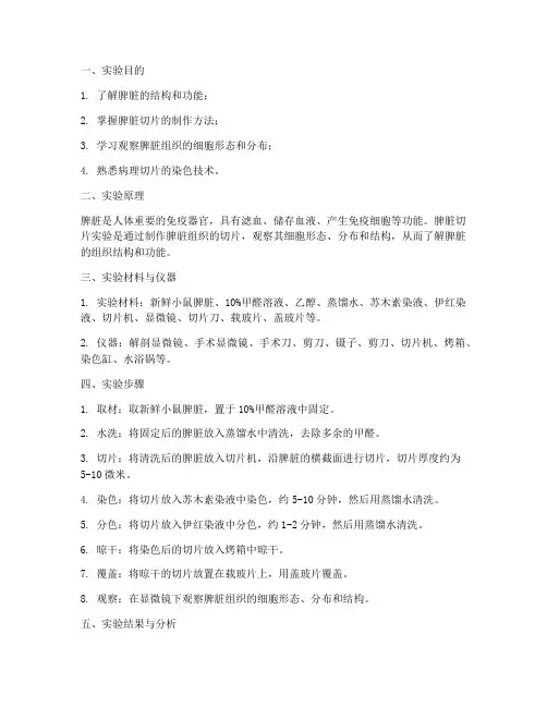 脾脏切片实验报告
