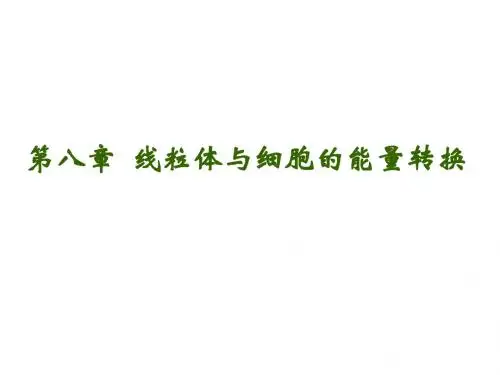 第6章线粒体