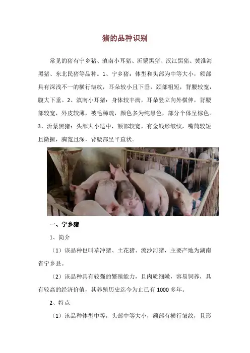 猪的品种识别