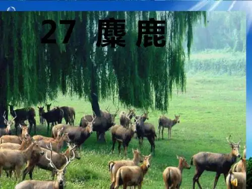 27.《麋鹿》PPT课件