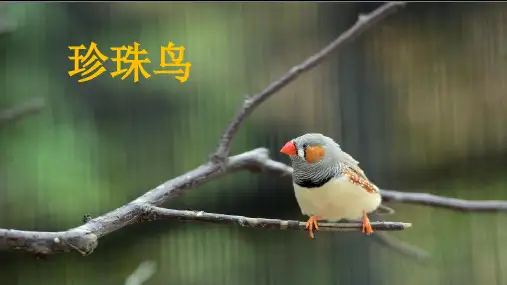 统编版五年级语文上册4《珍珠鸟》课件(共31张PPT)