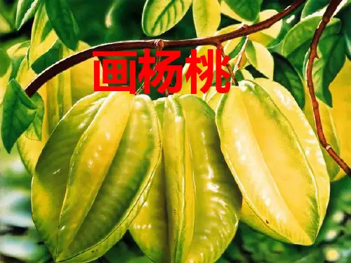 11《画杨桃》ppt课件