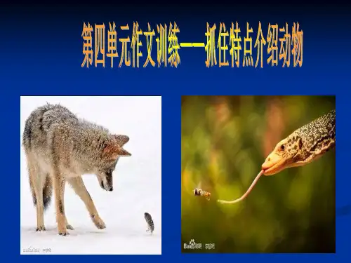 抓住特点介绍动物