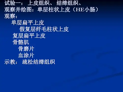 实验上皮组织