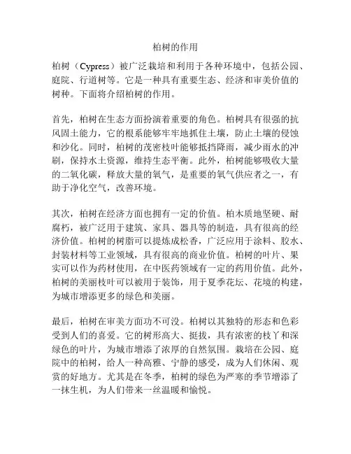 柏树的作用