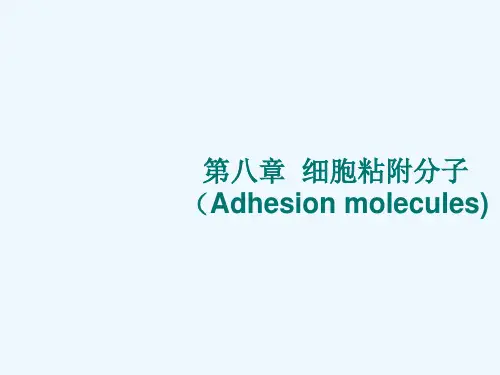 第八章黏附分子
