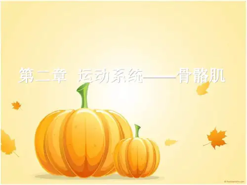 运动系统骨骼肌介绍ppt课件