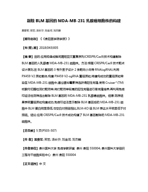敲除BLM基因的MDA-MB-231乳腺癌细胞株的构建
