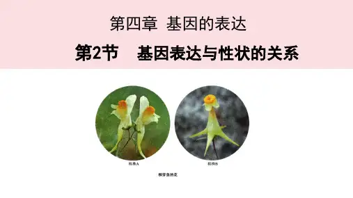 基因表达与性状的关系-高一生物课件(人教版2019必修2)