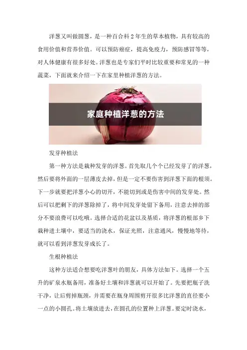 家庭种植洋葱的方法