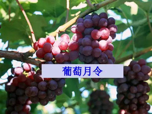 葡萄月令解析ppt课件