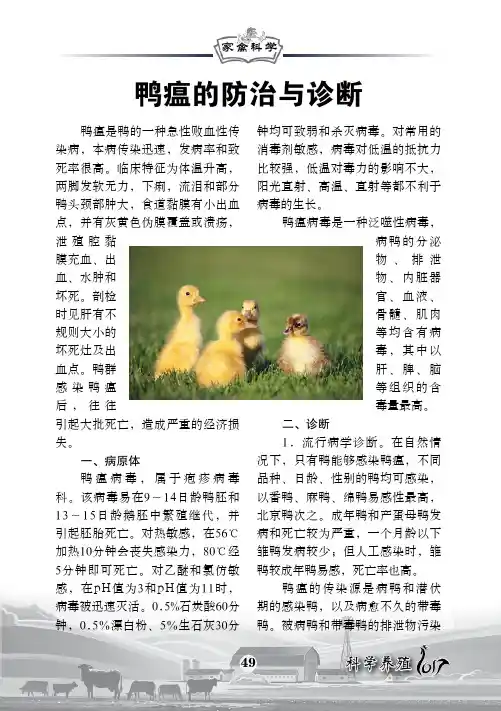 鸭瘟的防治与诊断