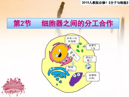(新教材)高中生物《细胞器之间的分工合作》PPT人教版1