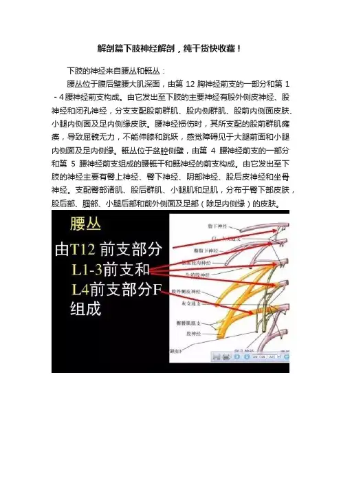 解剖篇下肢神经解剖，纯干货快收藏！