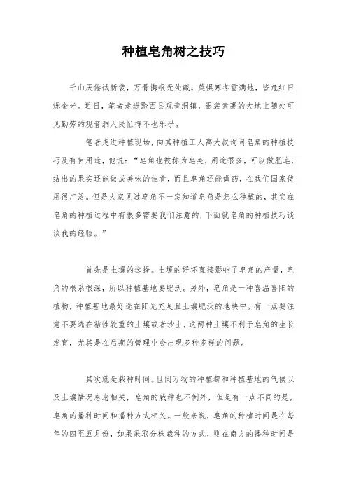 种植皂角树之技巧