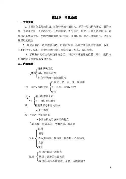 第四章消化系统--人体结构学
