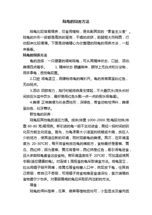 陆龟的饲养方法