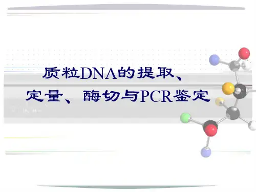 质粒DNA提取、定量、酶切与PCR鉴定