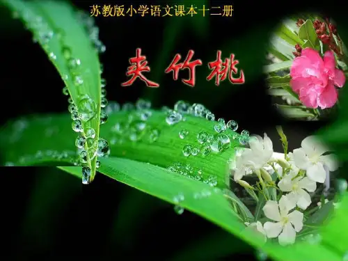 六年级下册语文课件-19《夹竹桃》 苏教版(共22张PPT)