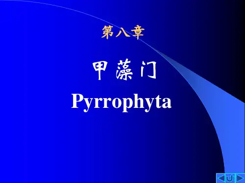 甲藻