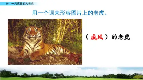 部编版四年级语文上册《一只窝囊的大老虎》优秀课件