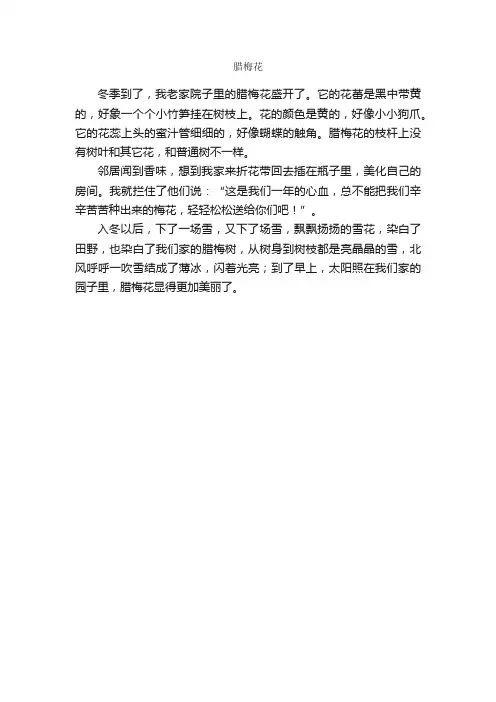 作文：腊梅花