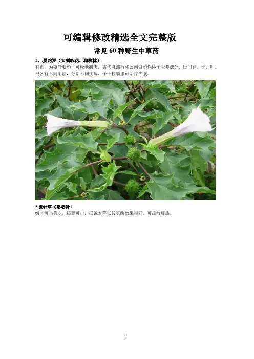 常见60种野生中草药 (1)精选全文完整版