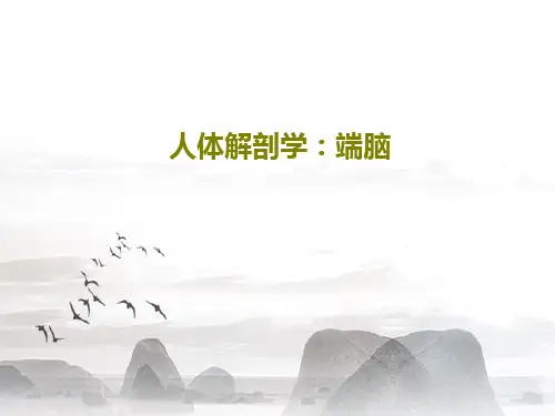 人体解剖学：端脑53页PPT