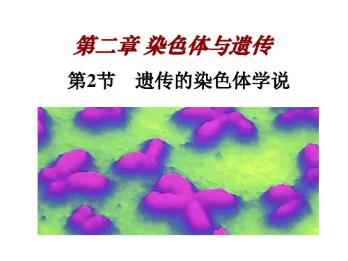 2.2-3遗传的染色体学说_