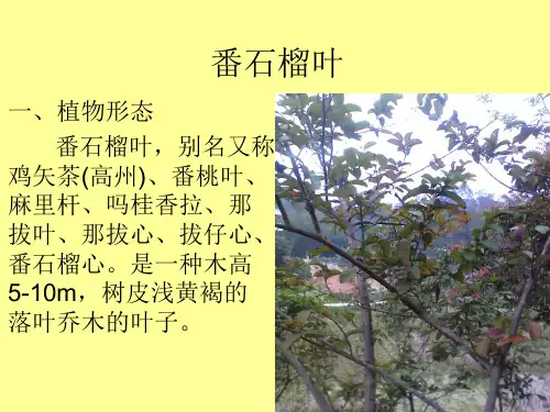 番石榴叶